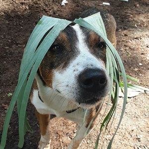 Meet your Posher, Maya